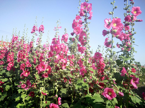 蜀葵花 節(jié)節(jié)高