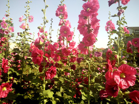 蜀葵花