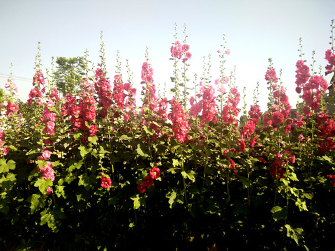 蜀葵花 節(jié)節(jié)高