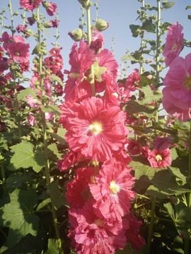 蜀葵花