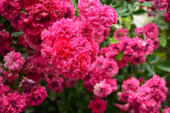 薔薇