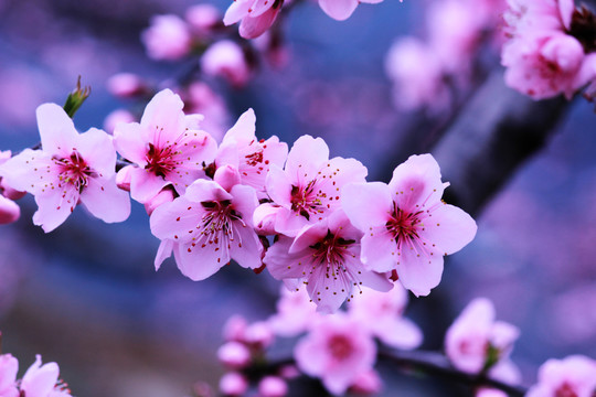 桃花