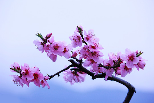 桃花