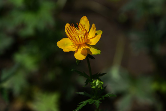 金蓮花