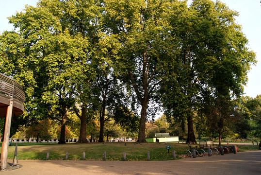 草坪 草地 公園 大樹 樹林