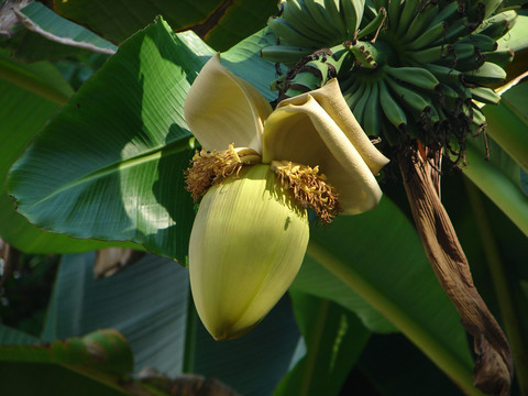 芭蕉