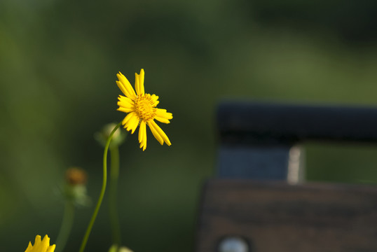 高清黃色金雞菊公園椅子微距特寫