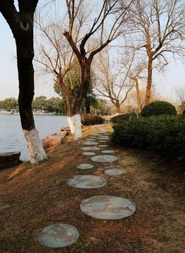 城市 園林 湖邊 樹木
