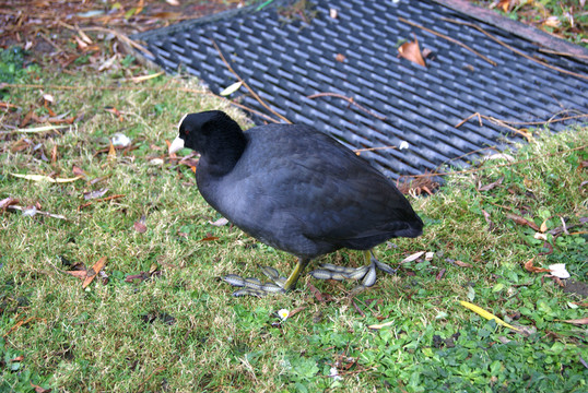 鷓鴣 鳥(niǎo) 鳥(niǎo)類(lèi) 禽 飛禽