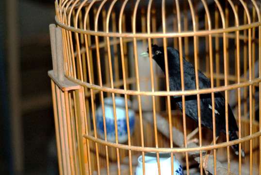 八哥 鷯哥 寵物 籠子 蓄鳥