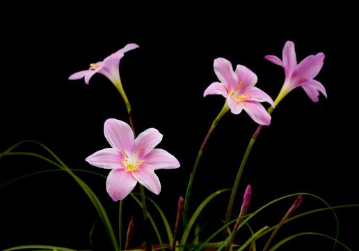 蘭花