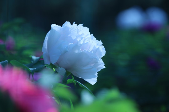 牡丹花開