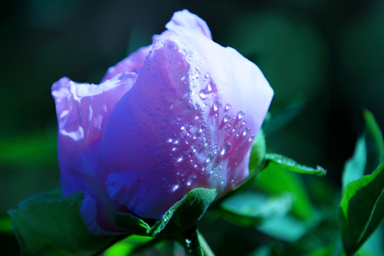 牡丹花開