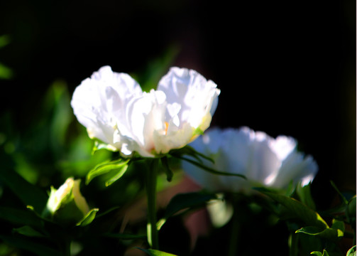 牡丹花開