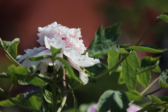 牡丹花開(kāi)