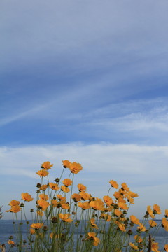 金雞菊