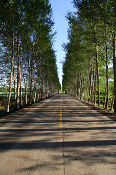林蔭路