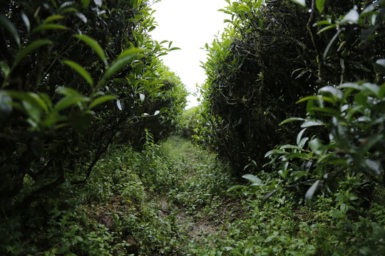 茶樹茶葉