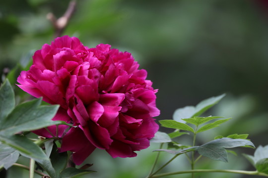 牡丹花開
