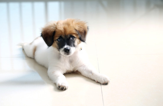 小狗
