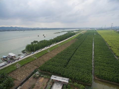 中順大堤