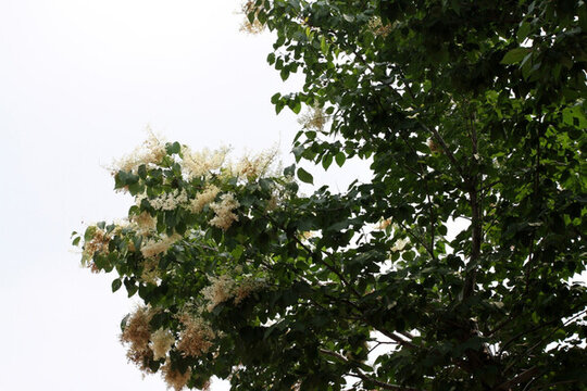 公園 園林