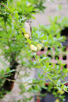 石榴花與小鳥