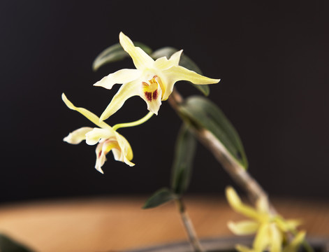 鐵皮石斛花