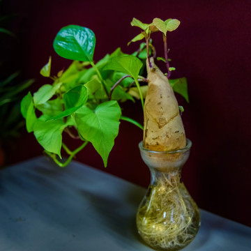 紅薯枝葉 紅薯發(fā)芽