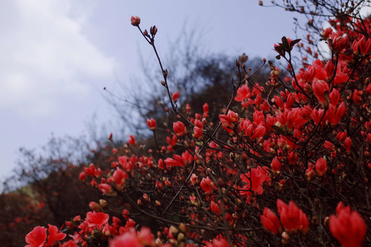 杜鵑花