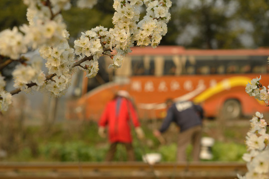 櫻桃花