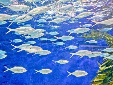 海底世界 魚(yú)群