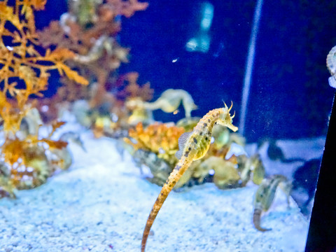 海馬 海龍