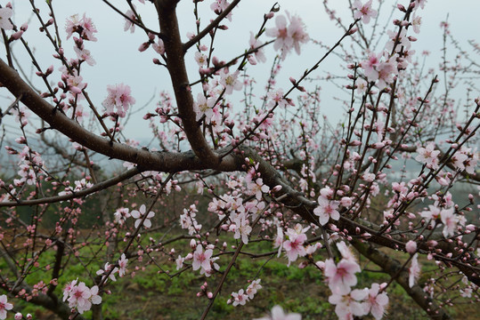 桃花