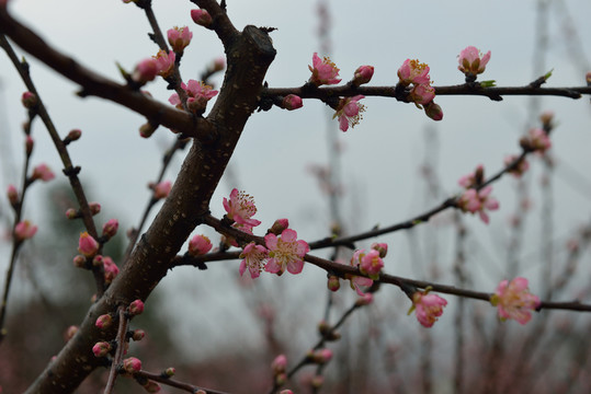 桃花