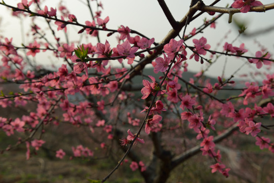 桃花