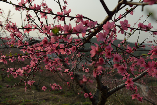 桃花