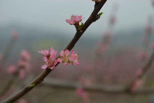 桃花