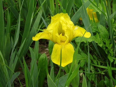 黃色鳶尾花
