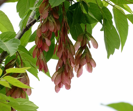 果實(shí)