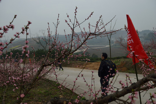 桃花
