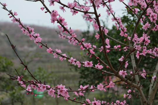 桃花