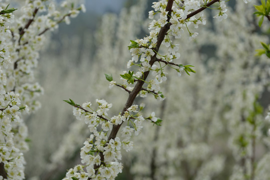 李子花