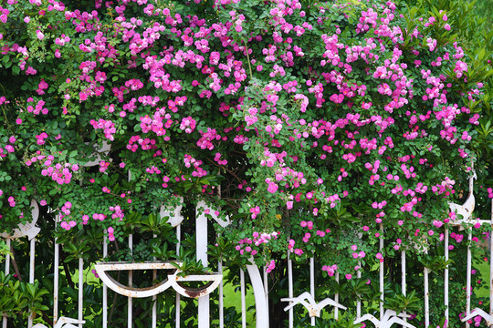 薔薇花
