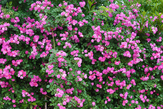 薔薇花