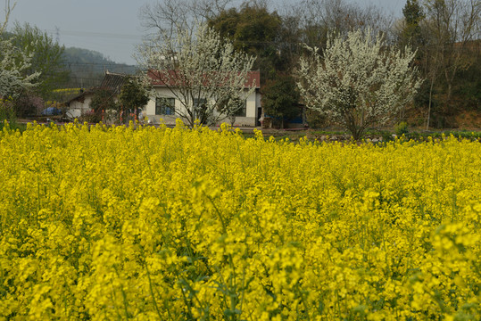 油菜花