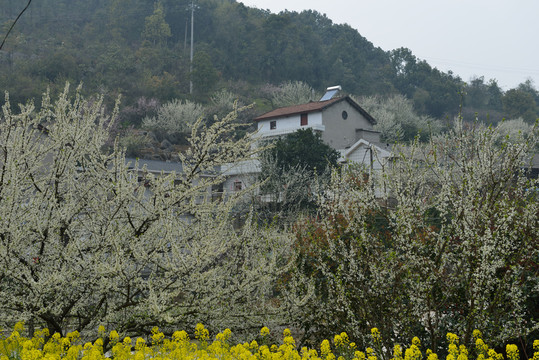 花園