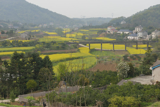 田園