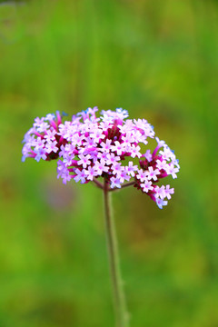馬鞭草花