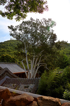 潭柘寺風光